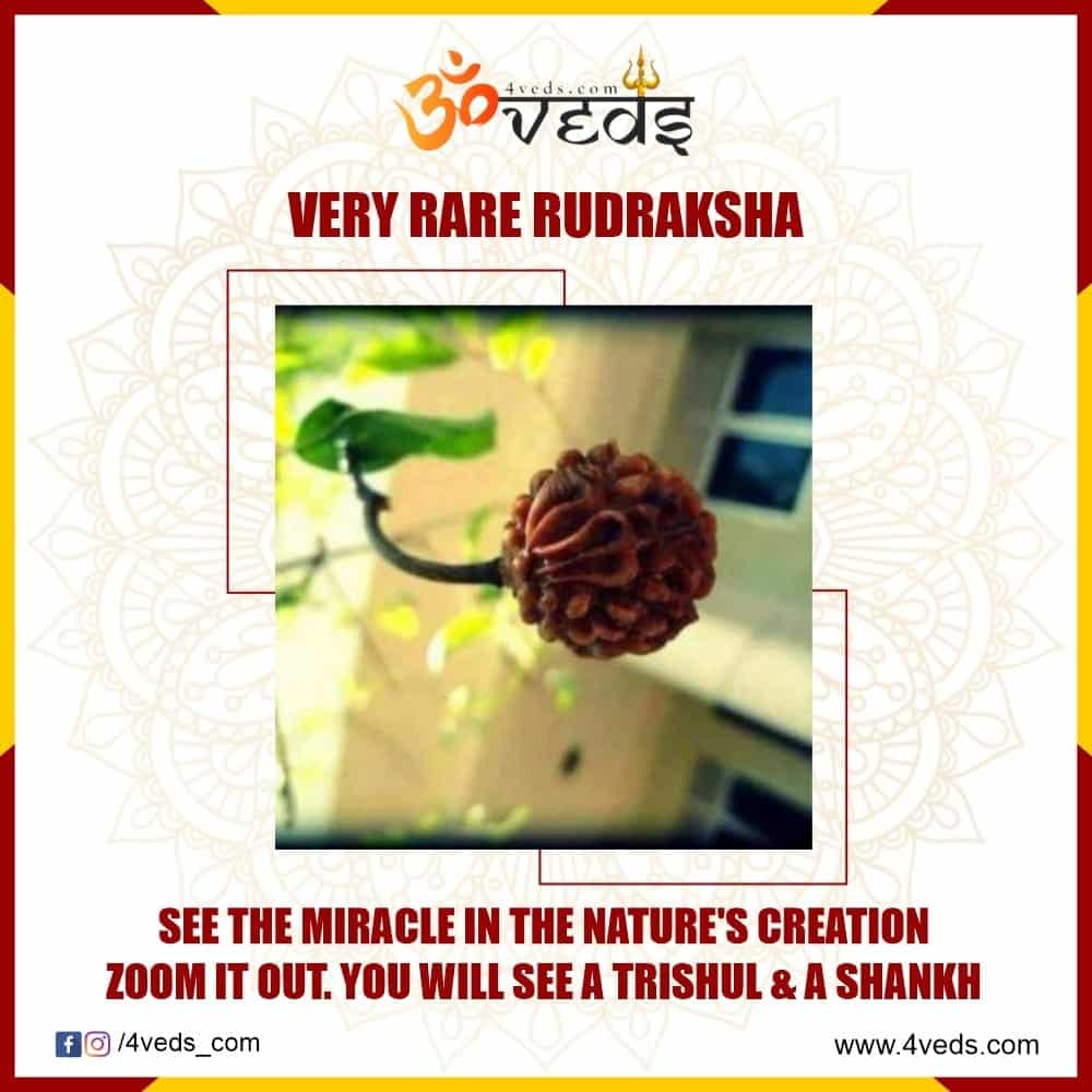 Rudraksh A Divine Symbol Of Lord Shiva