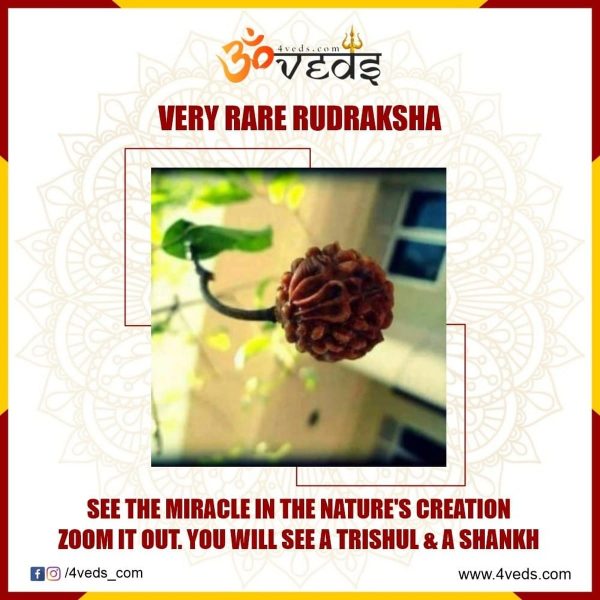 Rudraksh A Divine Symbol Of Lord Shiva