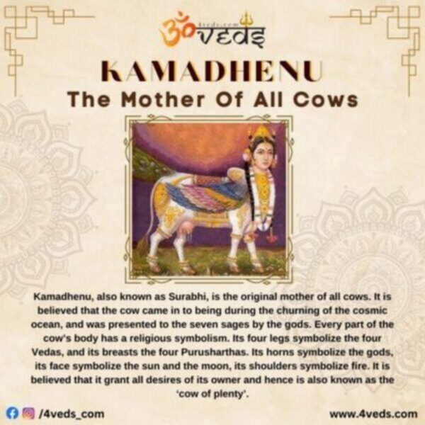 Kamadhenu The Original Mother Of All Cows 600x600 1 600x600 1 600x600 1